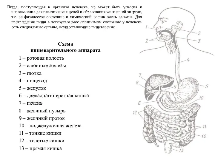 Схема пищеварительного аппарата 1 – ротовая полость 2 – слюнные железы 3