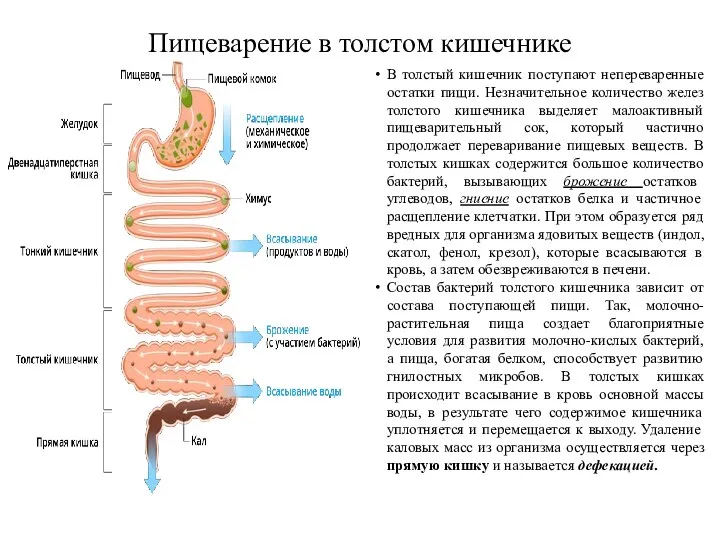 Пищеварение в толстом кишечнике В толстый кишечник поступают непереваренные остатки пищи. Незначительное