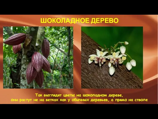 ШОКОЛАДНОЕ ДЕРЕВО Так выглядят цветы на шоколадном дереве, они растут не на