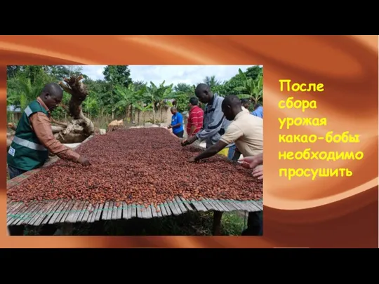 После сбора урожая какао-бобы необходимо просушить