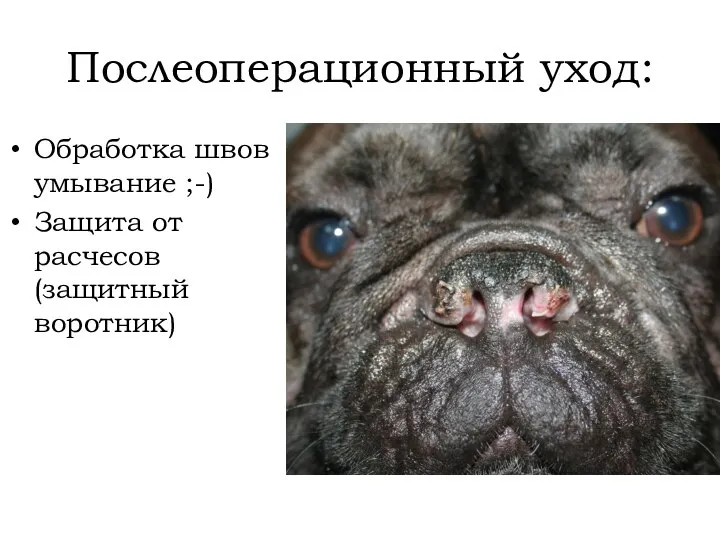 Послеоперационный уход: Обработка швов умывание ;-) Защита от расчесов (защитный воротник)