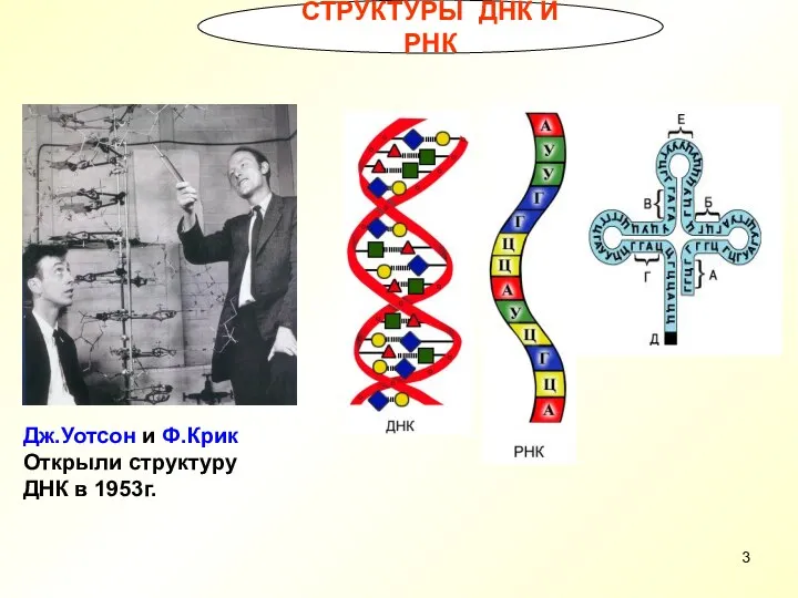 СТРУКТУРЫ ДНК И РНК Дж.Уотсон и Ф.Крик Открыли структуру ДНК в 1953г.