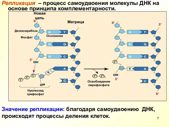 Репликация – процесс самоудвоения молекулы ДНК на основе принципа комплементарности. Значение репликации: