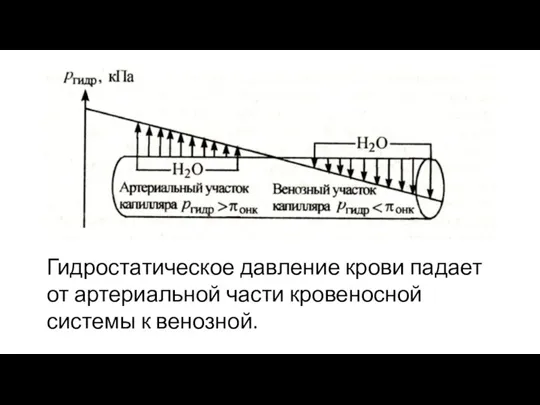 Гидростатическое давление крови падает от артериальной части кровеносной системы к венозной.