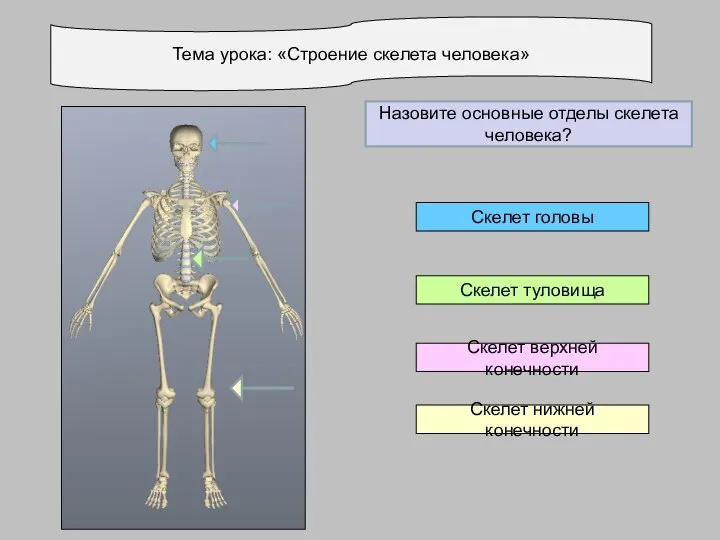 Тема урока: «Строение скелета человека» Скелет нижней конечности Скелет верхней конечности Скелет