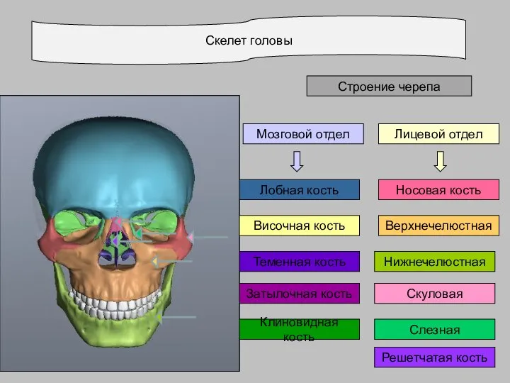 Скелет головы Строение черепа Лицевой отдел Затылочная кость Теменная кость Височная кость