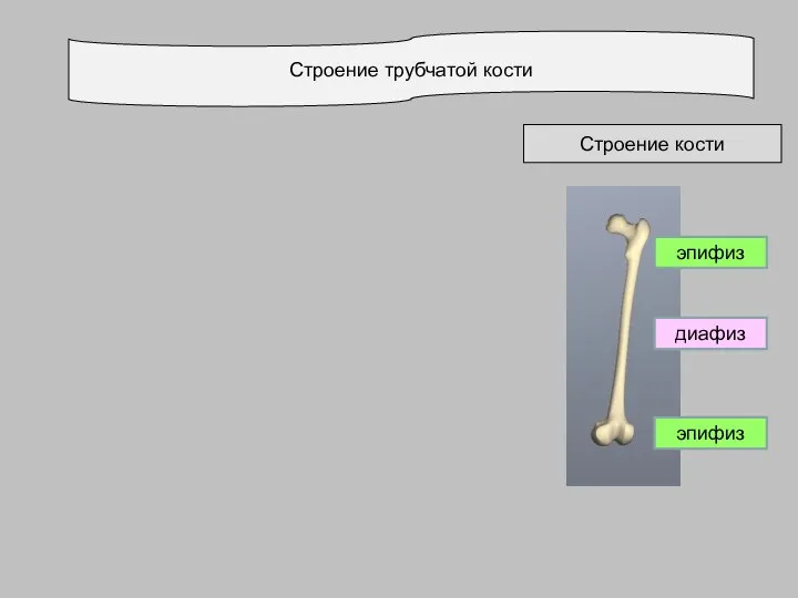 Строение трубчатой кости Строение кости эпифиз диафиз эпифиз