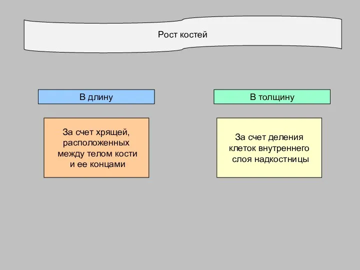 Рост костей В толщину В длину За счет хрящей, расположенных между телом