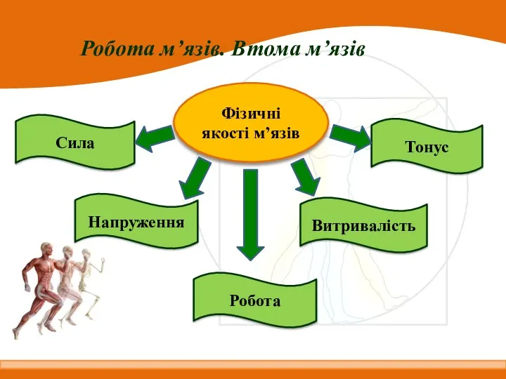 Робота м’язів. Втома м’язів Фізичні якості м’язів Сила Напруження Витривалість Тонус Робота