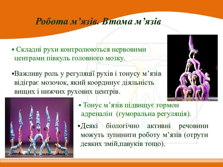 Робота м’язів. Втома м’язів Складні рухи контролюються нервовими центрами півкуль головного мозку.