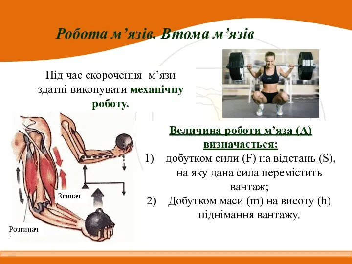 Робота м’язів. Втома м’язів Величина роботи м’яза (А) визначається: добутком сили (F)