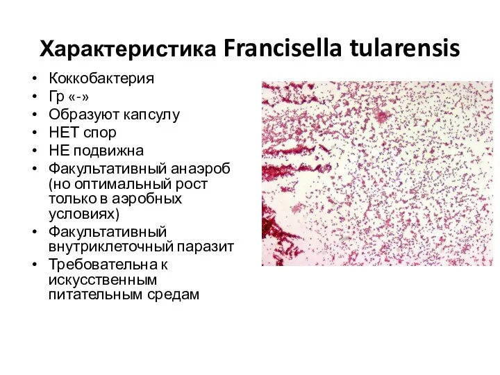 Характеристика Francisella tularensis Коккобактерия Гр «-» Образуют капсулу НЕТ спор НЕ подвижна