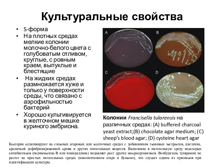 Культуральные свойства S-форма На плотных средах мелкие колонии молочно-белого цвета с голубоватым