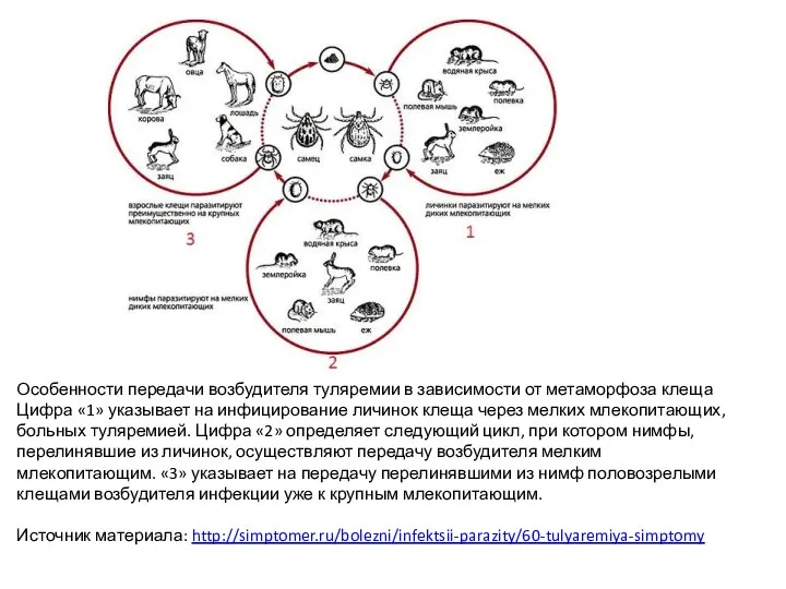 Особенности передачи возбудителя туляремии в зависимости от метаморфоза клеща Цифра «1» указывает
