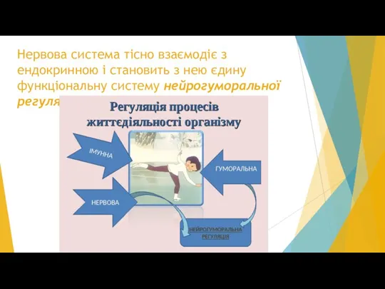 Нервова система тісно взаємодіє з ендокринною і становить з нею єдину функціональну систему нейрогуморальної регуляції.