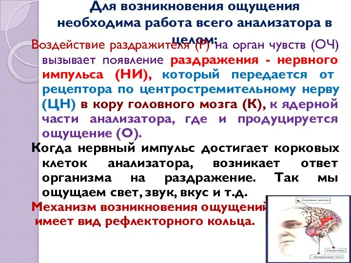 Для возникновения ощущения необходима работа всего анализатора в целом: Воздействие раздражителя (Р)