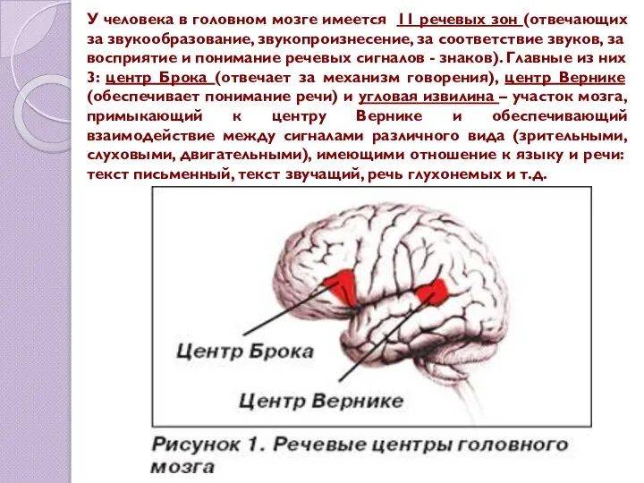 У человека в головном мозге имеется 11 речевых зон (отвечающих за звукообразование,