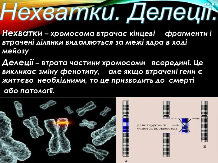 Нехватки. Делеції. Нехватки – хромосома втрачає кінцеві фрагменти і втрачені ділянки видаляються