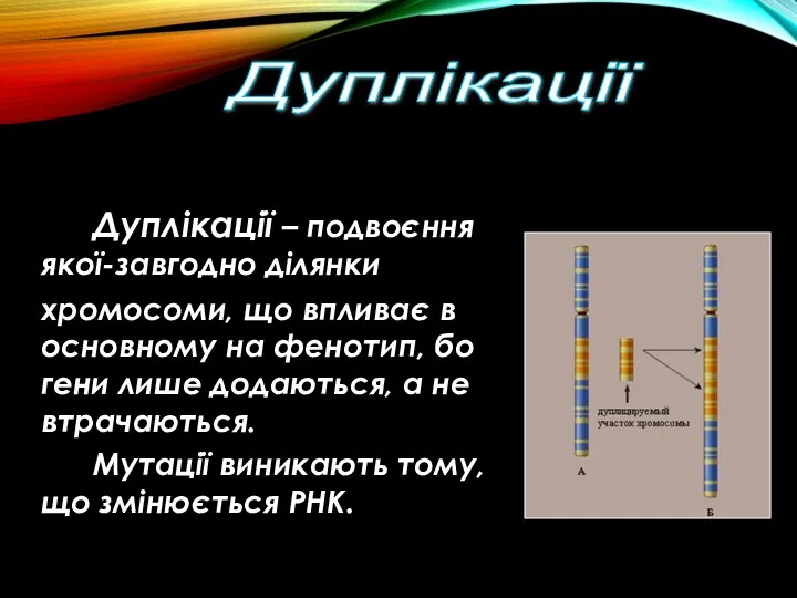 Дуплікації Дуплікації – подвоєння якої-завгодно ділянки хромосоми, що впливає в основному на