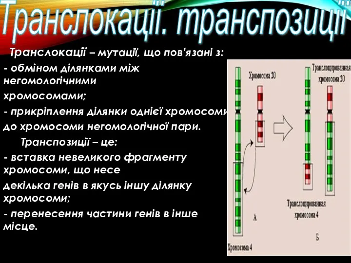 Транслокації. транспозиції Транслокації – мутації, що пов’язані з: - обміном ділянками між