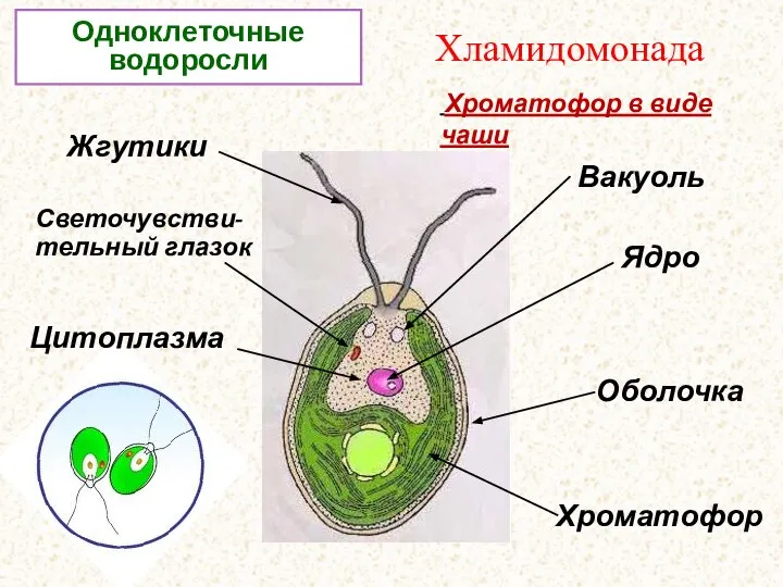 Хламидомонада Жгутики Ядро Хроматофор Светочувстви-тельный глазок Вакуоль Цитоплазма Оболочка Одноклеточные водоросли Хроматофор в виде чаши