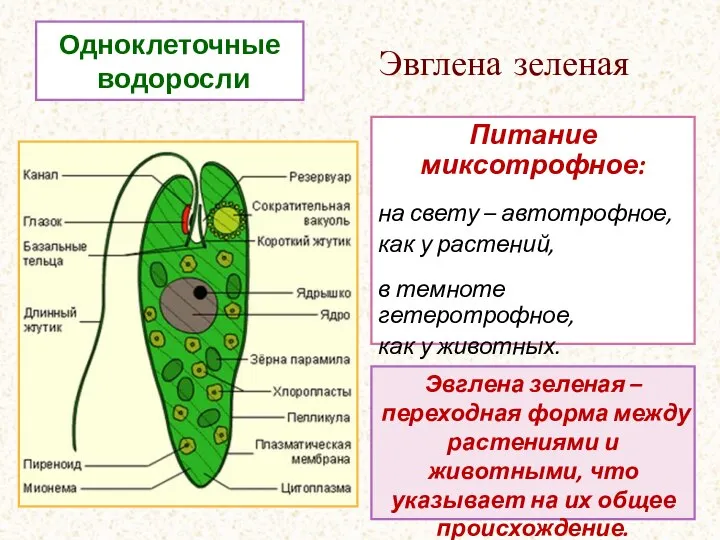 Одноклеточные водоросли Эвглена зеленая Питание миксотрофное: на свету – автотрофное, как у