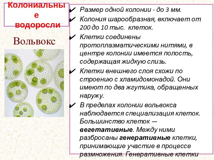 Размер одной колонии - до 3 мм. Колония шарообразная, включает от 200