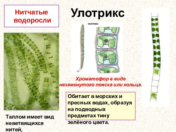 Улотрикс Нитчатые водоросли Обитает в морских и пресных водах, образуя на подводных