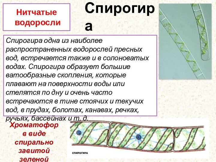 Спирогира Нитчатые водоросли Спирогира одна из наиболее распространенных водорослей пресных вод, встречается
