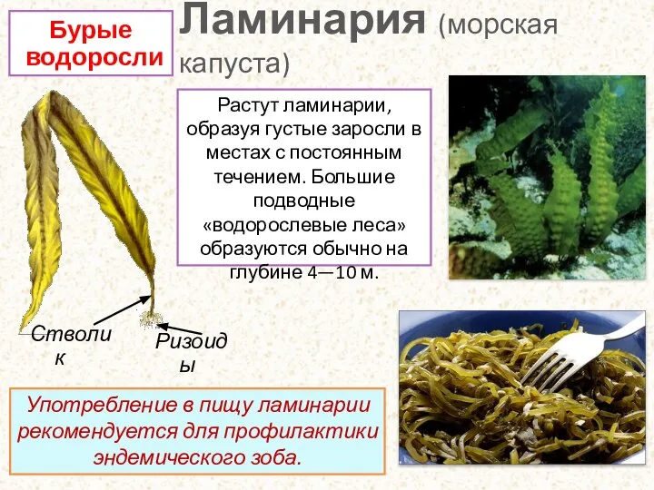 Ламинария (морская капуста) Ризоиды Бурые водоросли Употребление в пищу ламинарии рекомендуется для