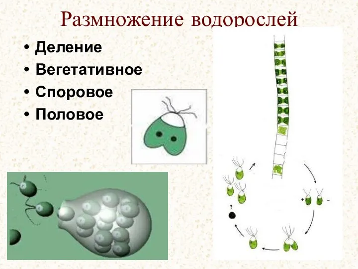 Размножение водорослей Деление Вегетативное Споровое Половое