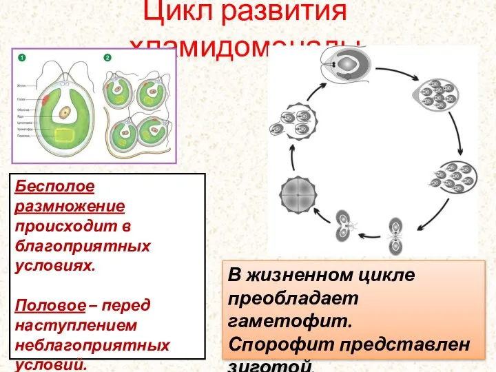 Цикл развития хламидомонады В жизненном цикле преобладает гаметофит. Спорофит представлен зиготой. Бесполое