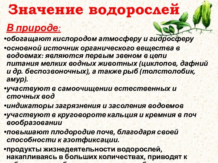 Значение водорослей В природе: обогащают кислородом атмосферу и гидросферу основной ис­точник органи­ческого