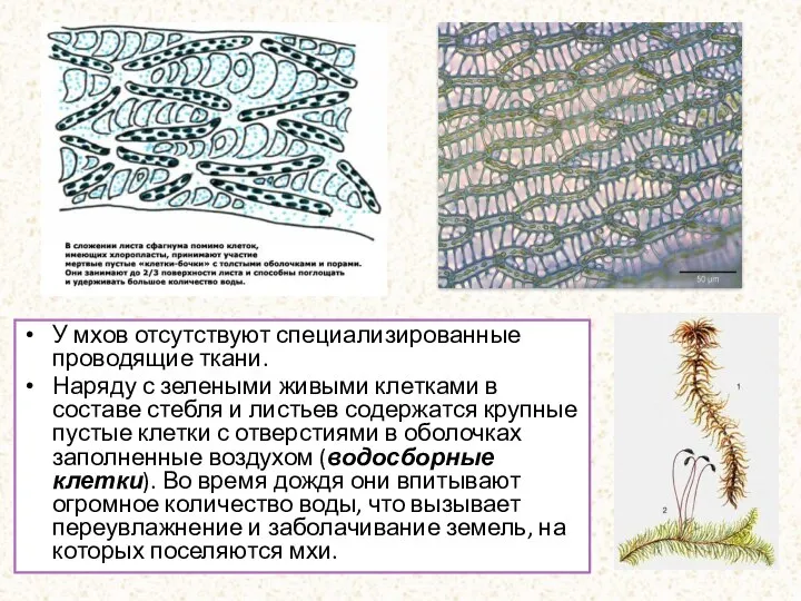 У мхов отсутствуют специализированные проводящие ткани. Наряду с зелеными живыми клетками в