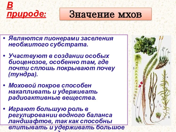 Значение мхов В природе: Являются пионерами заселения необжитого субстрата. Участвуют в создании