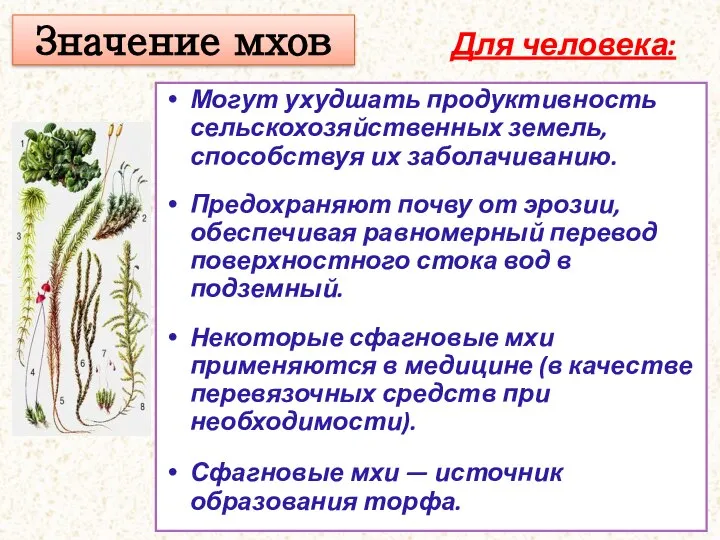 Значение мхов Для человека: Могут ухудшать продуктивность сельскохозяйственных земель, способствуя их заболачиванию.