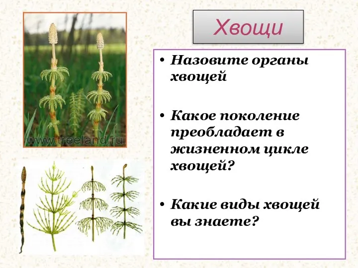 Хвощи Назовите органы хвощей Какое поколение преобладает в жизненном цикле хвощей? Какие виды хвощей вы знаете?