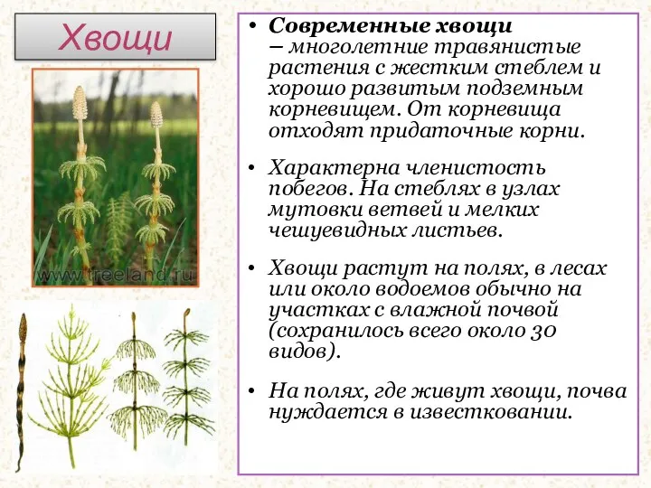 Хвощи Современные хвощи – многолетние травянистые растения с жестким стеблем и хорошо