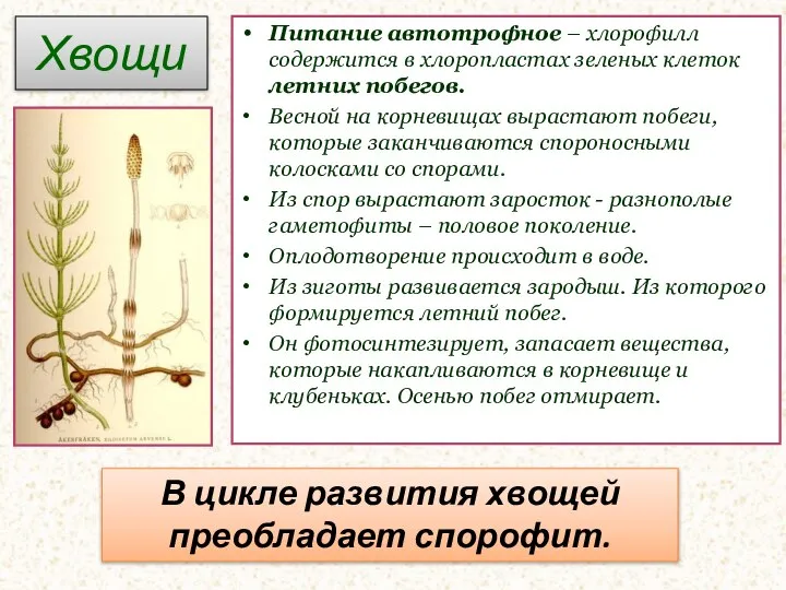 Хвощи Питание автотрофное – хлорофилл содержится в хлоропластах зеленых клеток летних побегов.