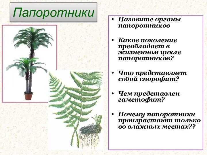 Папоротники Назовите органы папоротников Какое поколение преобладает в жизненном цикле папоротников? Что