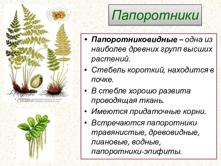 Папоротники Папоротниковидные – одна из наиболее древних групп высших растений. Стебель короткий,