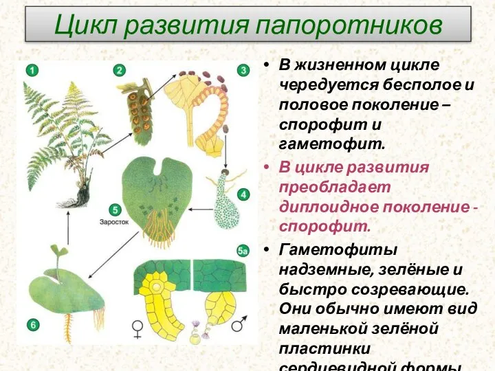 Цикл развития папоротников В жизненном цикле чередуется бесполое и половое поколение –