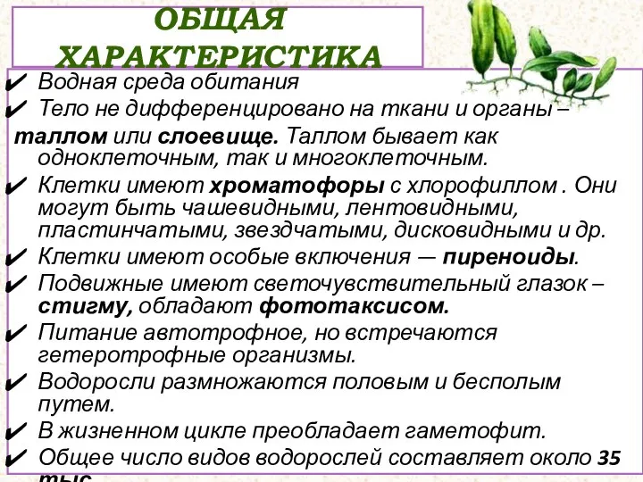 ОБЩАЯ ХАРАКТЕРИСТИКА Водная среда обитания Тело не дифференцировано на ткани и органы