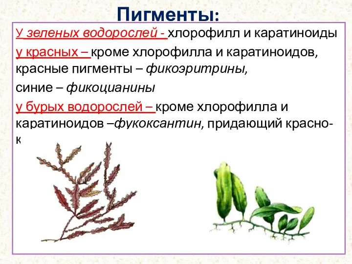 Пигменты: У зеленых водорослей - хлорофилл и каратиноиды у красных – кроме