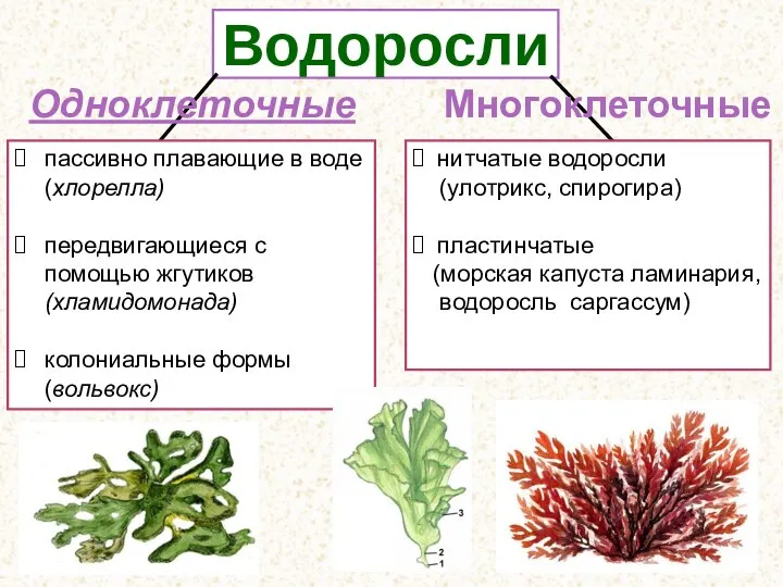 Водоросли пассивно плавающие в воде (хлорелла) передвигающиеся с помощью жгу­тиков(хламидомонада) колониальные формы