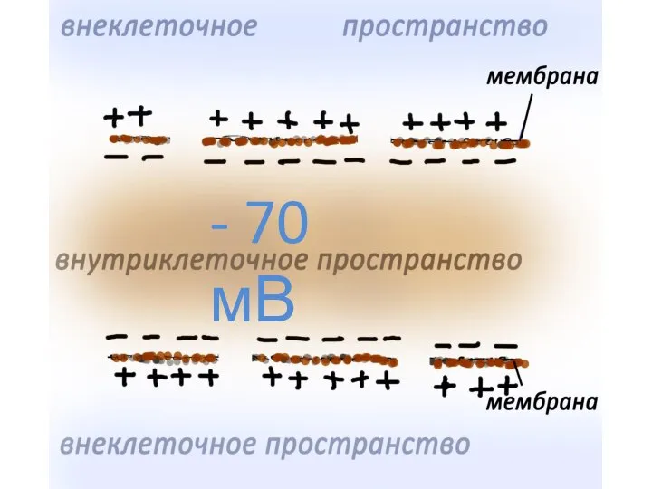 - 70 мВ