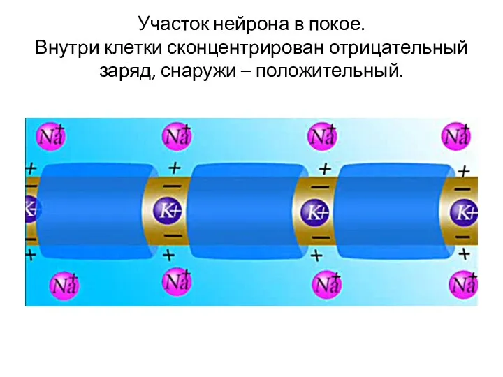 Участок нейрона в покое. Внутри клетки сконцентрирован отрицательный заряд, снаружи – положительный.