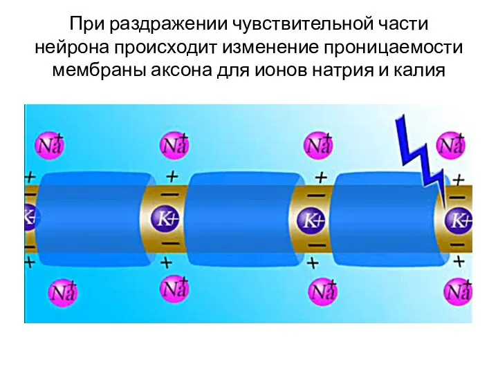 При раздражении чувствительной части нейрона происходит изменение проницаемости мембраны аксона для ионов натрия и калия