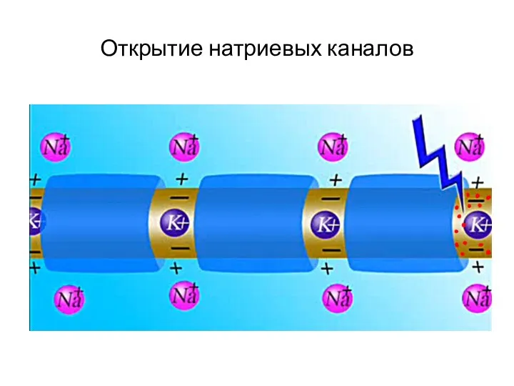 Открытие натриевых каналов