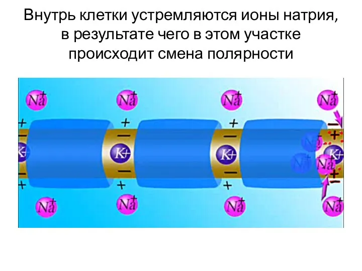 Внутрь клетки устремляются ионы натрия, в результате чего в этом участке происходит смена полярности